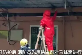 果然视频｜马蜂在济南一居民院筑巢，还两次蜇人，消防妙手除蜂图片