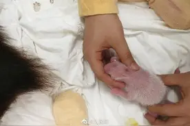 报喜！中国熊猫中心喜迎两胎四崽图片