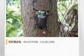 湖湘自然历丨夏日昆虫记⑬曾一度被认为已经灭绝，“我又回来了”图片