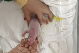 1小时降生4只幼崽！两只大熊猫同天诞下双胞胎图片