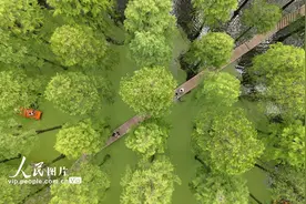 江苏扬州：“水上森林”觅清凉图片