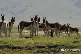 以“科考”之名招募旅行团，一旅行社拟穿越无人区围观藏羚羊产子，官方：绝对违法图片
