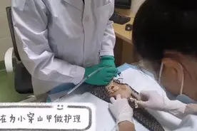 视频来啦！广西那只接力救治第15天的穿山甲能主动进食喝水啦图片