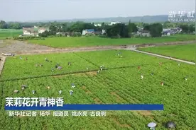 茉莉花开青神香视频封面