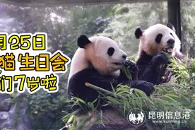 云南野生动物园大熊猫兄弟本周日过生日 同一天生日朋友可免费入园参加生日会图片
