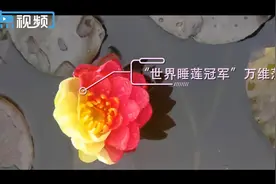 江苏的夏天，有“荷”不一样图片