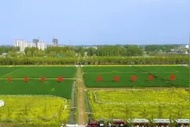 王传喜的乡村振兴梦视频封面