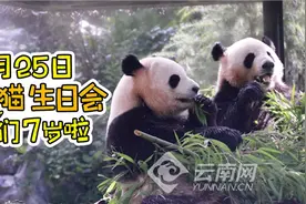 云南野生动物园国宝熊猫25日庆生 同日出生的市民免门票游玩图片