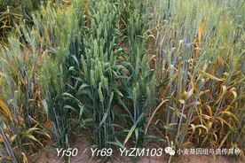 小麦BSR-Seq分析：郑麦103抗条锈病基因YrZM103定位图片