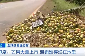 价格大跌，产销链遭破坏！印度芒果滞销烂在地里图片
