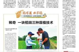 稀奇 一块稻田三种栽植技术图片