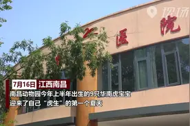 南昌：超萌！华南虎宝宝这样清凉度夏视频封面