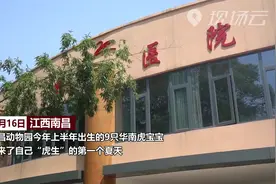 南昌：超萌！华南虎宝宝这样清凉度夏视频封面
