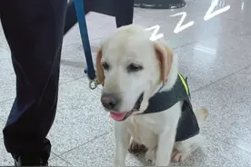 地铁汪汪队！集合图片