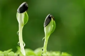 上游•夜雨丨熊子谦：小豆芽成长记图片