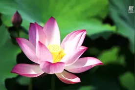 重庆北碚：荷花盛放引客来视频封面