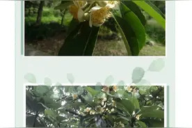 “长在树上的荷花”，你见过吗？图片
