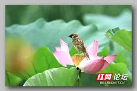 麻雀为何总飞到荷花上？原因让人哭笑不得图片