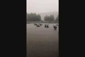 河南强降雨致高铁航班高速公路等交通受阻图片