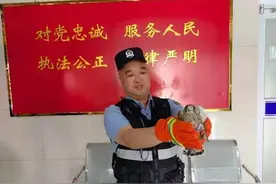 萌！红隼幼崽飞落派出所，来找民警“蹭个饭”图片