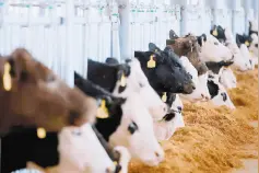 5年后云南肉牛规模将达230万头图片