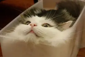 再小的缝都能钻，这猫怕不是水做的吧图片