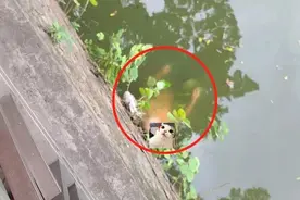 顺德某河涌突现一人影，双眼紧闭，光着上身……图片