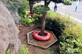 树木套上“游泳圈”？合肥城管：滴灌抗旱图片