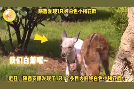 通体雪白！陕西发现1只纯白色小梅花鹿，网友：“羊里羊气”的小鹿图片