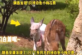 通体雪白！陕西发现1只纯白色小梅花鹿，网友：“羊里羊气”的小鹿图片
