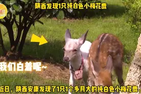 罕见！陕西发现1只白色梅花鹿，网友：羊里羊气的“小没花鹿”图片