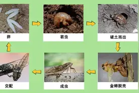 绿容专家聊节气 丨 大暑听虫，不停鸣叫的知了，Ta们到底在“吱”什么？图片