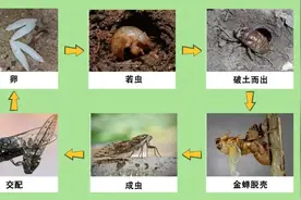 绿容专家聊节气 丨 大暑听虫，不停鸣叫的知了，Ta们到底在“吱”什么？图片