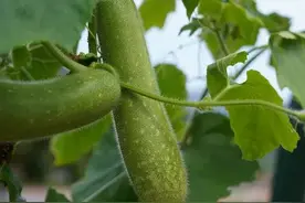 三方援手！这支节瓜聚满杭州力量图片