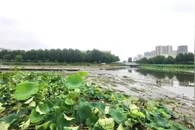 南阳城区内河降坝放水图片