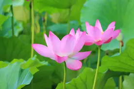 国学成语故事（11）历史的教训，惯子如杀子之众叛亲离图片