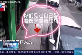 受伤小鸟一早走进宠物医院，店员惊呆图片
