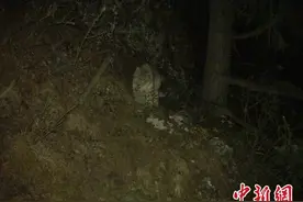 西藏林芝首次发现雪豹图片