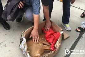 野生麂（jǐ）子误闯咸阳一小区，它可能是从秦岭里跑来的图片
