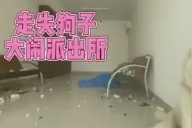 狗狗到派出所蹭空调还拆了派出所，作案后淡定卖萌图片