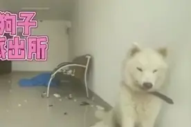 狗狗到派出所蹭空调还拆了派出所，作案后淡定卖萌图片