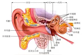 还在长时间戴耳机？当心“噪声性耳聋”图片