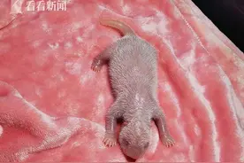 巧了！东京奥运会开幕当日 大熊猫“昭美”产下奥运宝宝图片