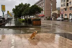 不要狠心让狗狗被雨淋图片