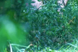 蚊子1700只/m3，他们穿着新式防蚊服挺进图片