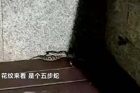 钻到脚边了！长沙一小区蛇出没图片