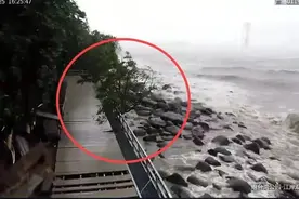 狂风巨浪中，吴淞炮台湾一棵小树屹立不倒被刷屏！“树坚强”究竟是棵啥树图片