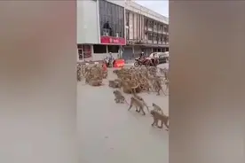 泰国华富里两群猴子在路口斗殴 数量众多吓坏路人图片