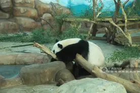 不惧“烤验”！快看，这些小动物们消暑度夏有“凉方”图片