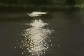 佛山顺德水域出现中华白海豚，当地有关部门正观察保护图片